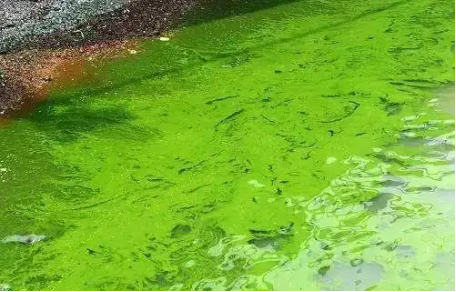 氨氮超标