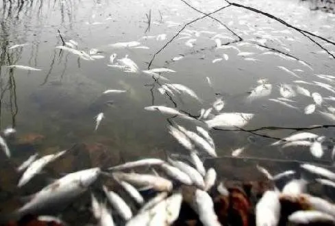 水中氨氮超标的影响